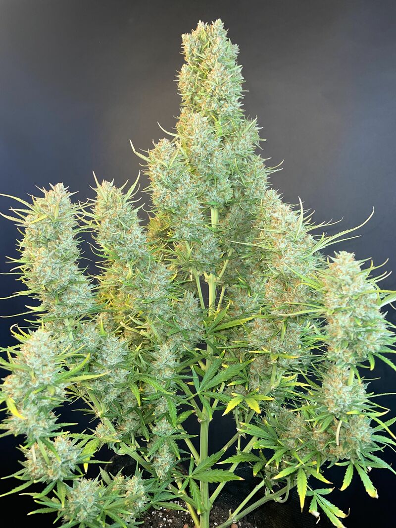 Pound Cake Auto, Фасовка: 1, изображение 47